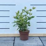 Vajgela kvetnatá (Weigela florida) ´NANA VARIEGATA´®  - výška 30-40 cm, kont. C2L